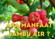 Apa Manfaat Jambu Air ? Now Kita Review Tuntas Disini !
